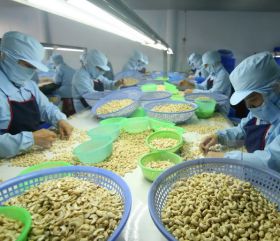 Export price of cashew nuts increased sharply